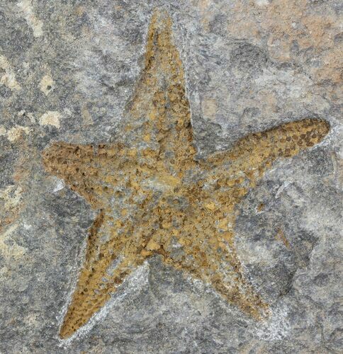 Ordovician Starfish (Petraster?) Fossil - Morocco #45073